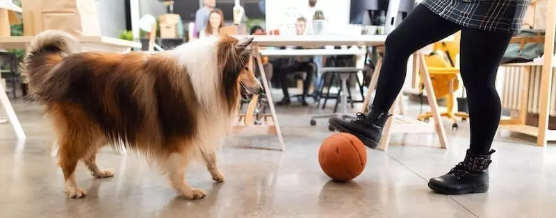 Top tips for creating a dog friendly office
