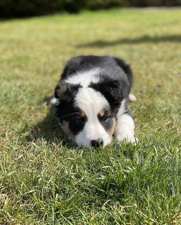 121 dog training near me hot sale
