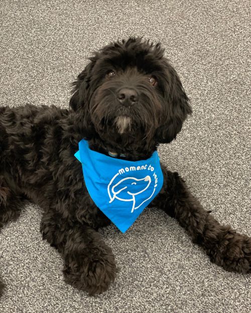 Barkley, Therapy Dog