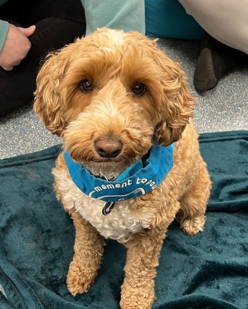 Finchley, Therapy Dog