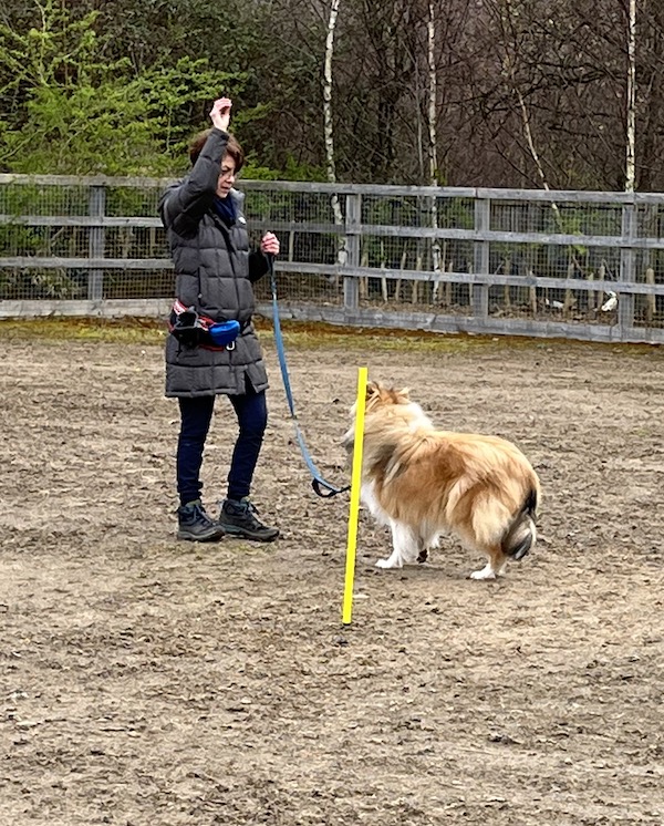 Obedience training shop classes near me