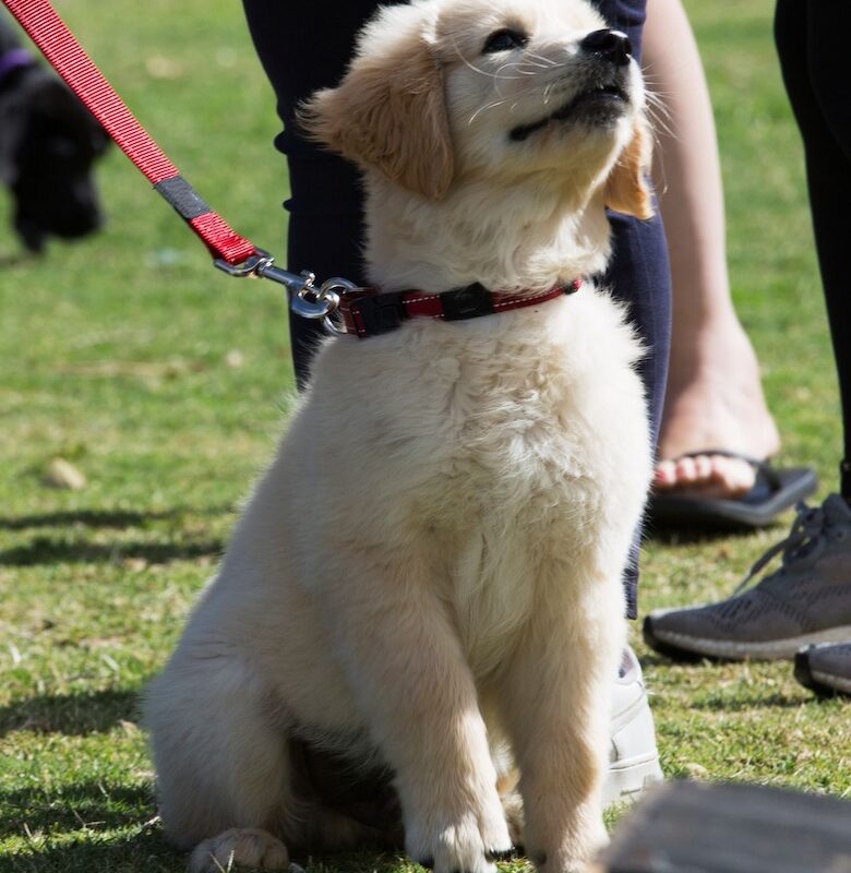 Puppy training and classes