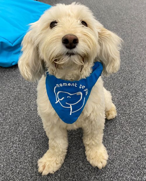 Sally, Therapy Dog