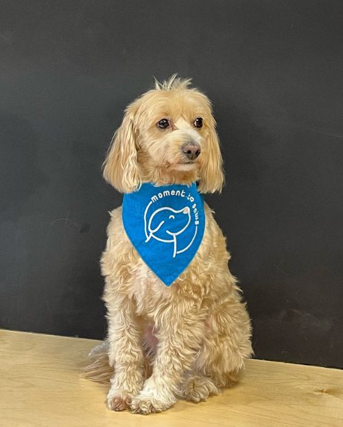 Trudy, Therapy Dog