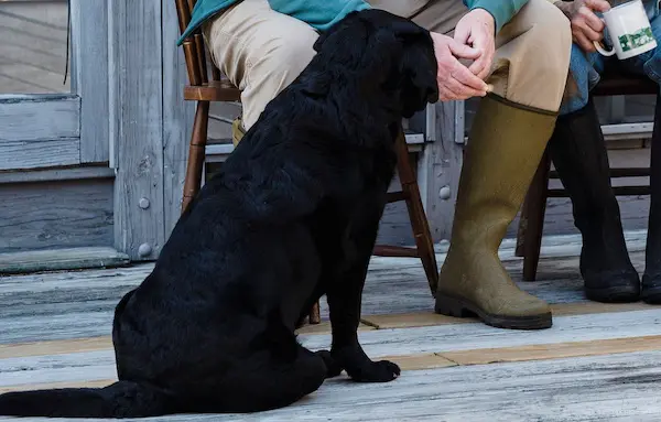 Use of Therapy Dogs in the UK