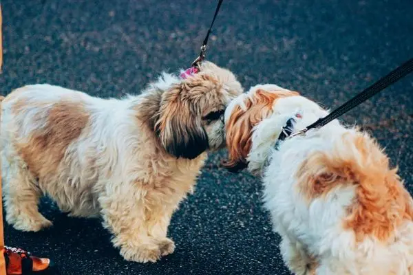 Introducing dogs to each other in the workplace