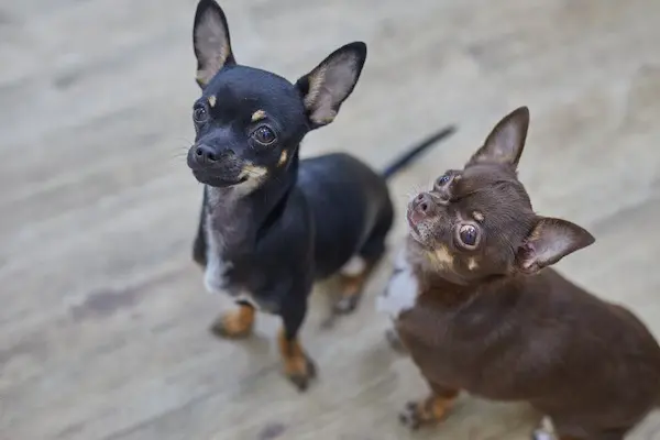 Introducing dogs to each other in the workplace