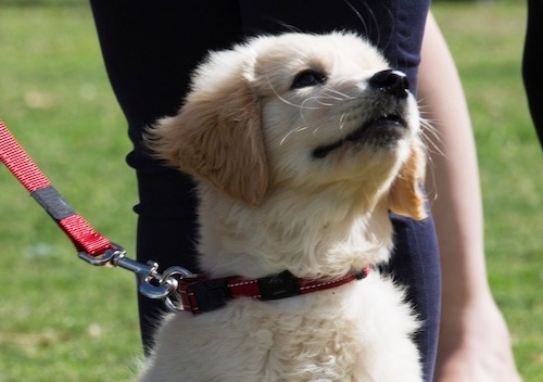 Puppy training and classes