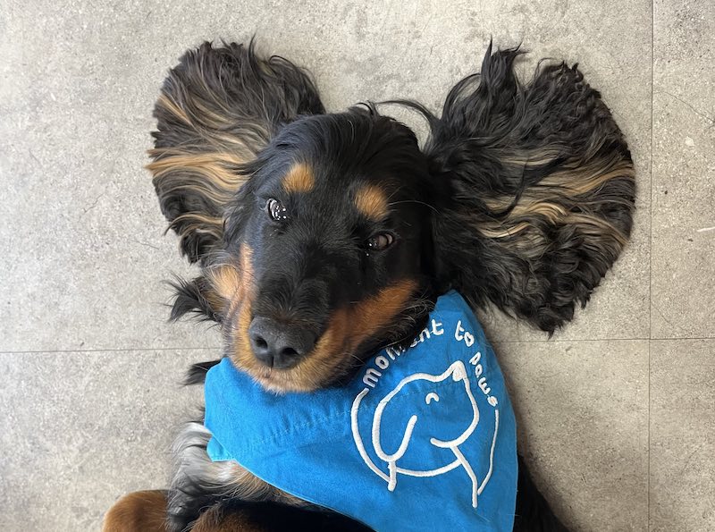 How to get your best sale dog registered