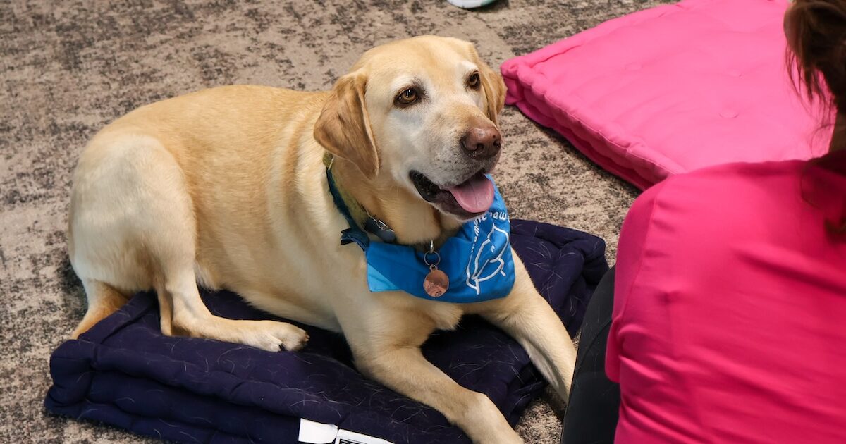 Therapy Dog