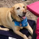 Therapy Dog
