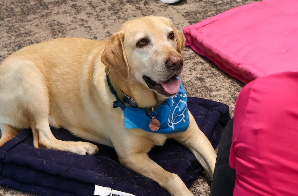 Therapy Dog