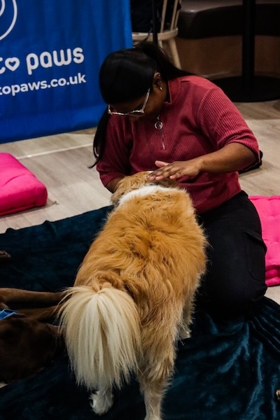 Happy dog in an office providing workplace wellbeing support