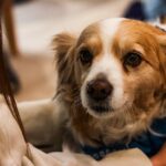 Happy dog in an office providing workplace wellbeing support