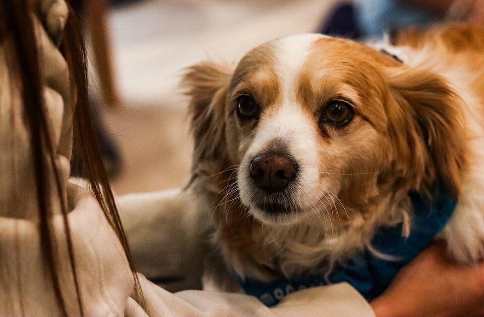 Happy dog in an office providing workplace wellbeing support