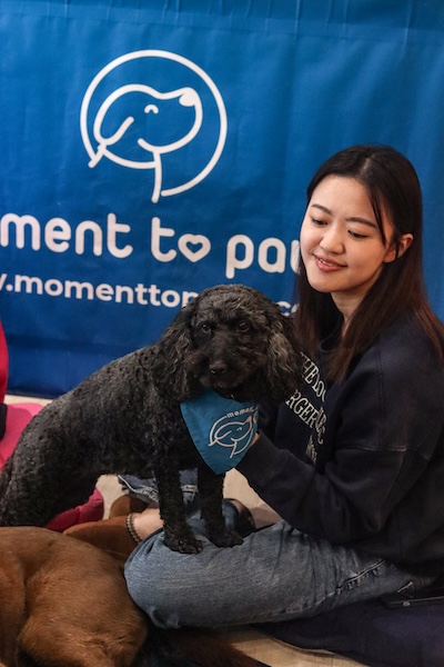 Happy dog in an office providing workplace wellbeing support