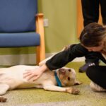 Cayt the Labrador therapy dog at a workplace wellbeing event
