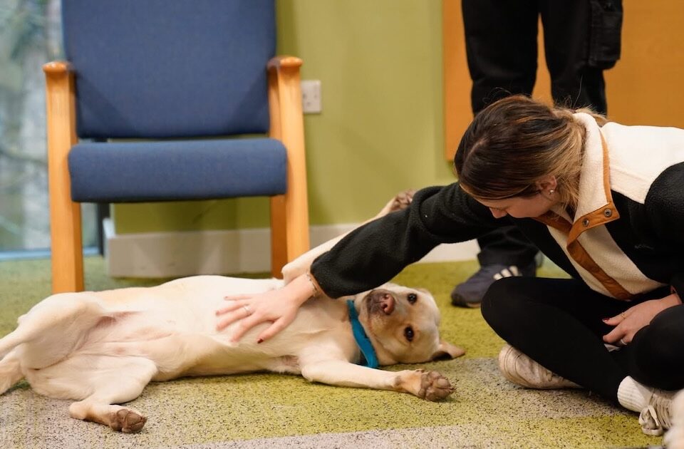 Cayt the Labrador therapy dog at a workplace wellbeing event