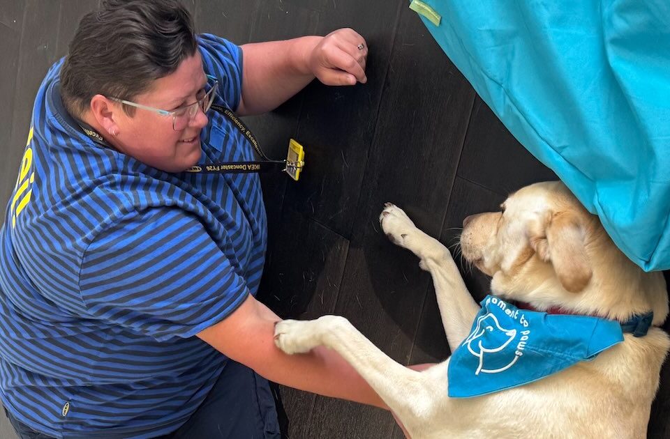 Therapy Dogs Visit IKEA Doncaster