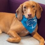 Dog Therapy Events: Top 3 Questions Answered