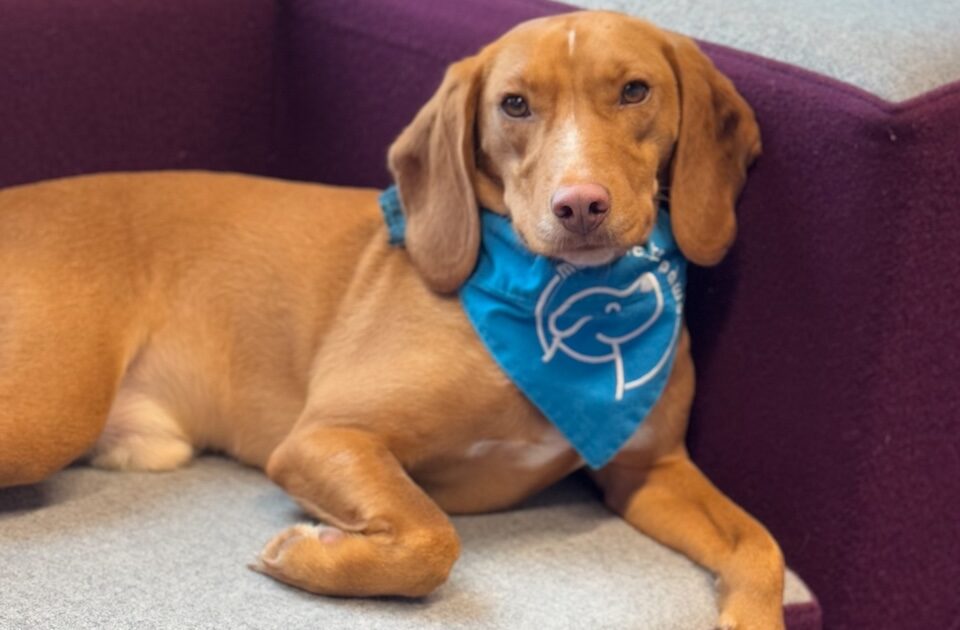 Dog Therapy Events: Top 3 Questions Answered