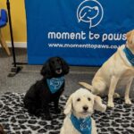 Therapy Dogs At Amazon