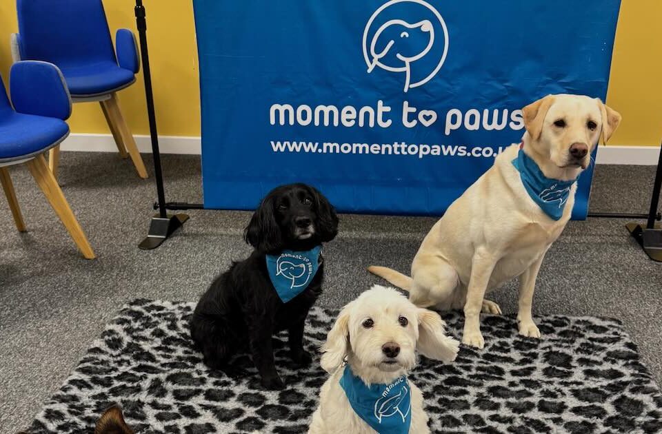 Therapy Dogs At Amazon