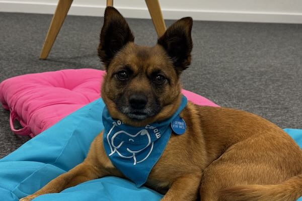 Therapy Dog Harry