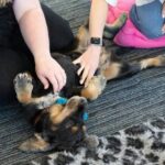 Therapy Dogs At Havas Market Leeds