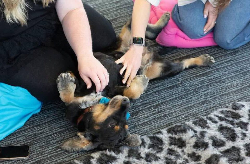 Therapy Dogs At Havas Market Leeds