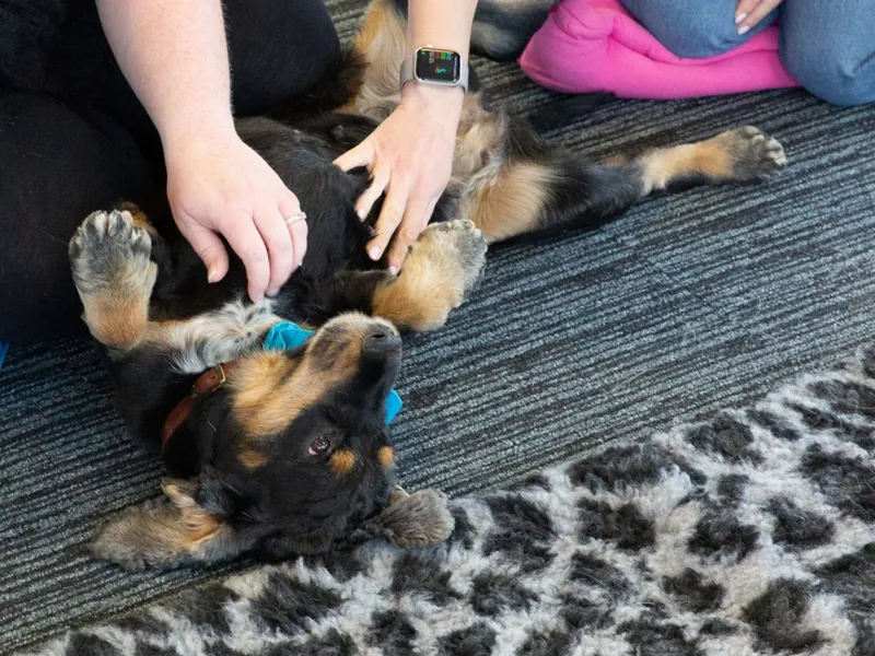 Two colleagues giving a Moment to Paws therapy dog a belly rub as it lies upside down on the office carpet