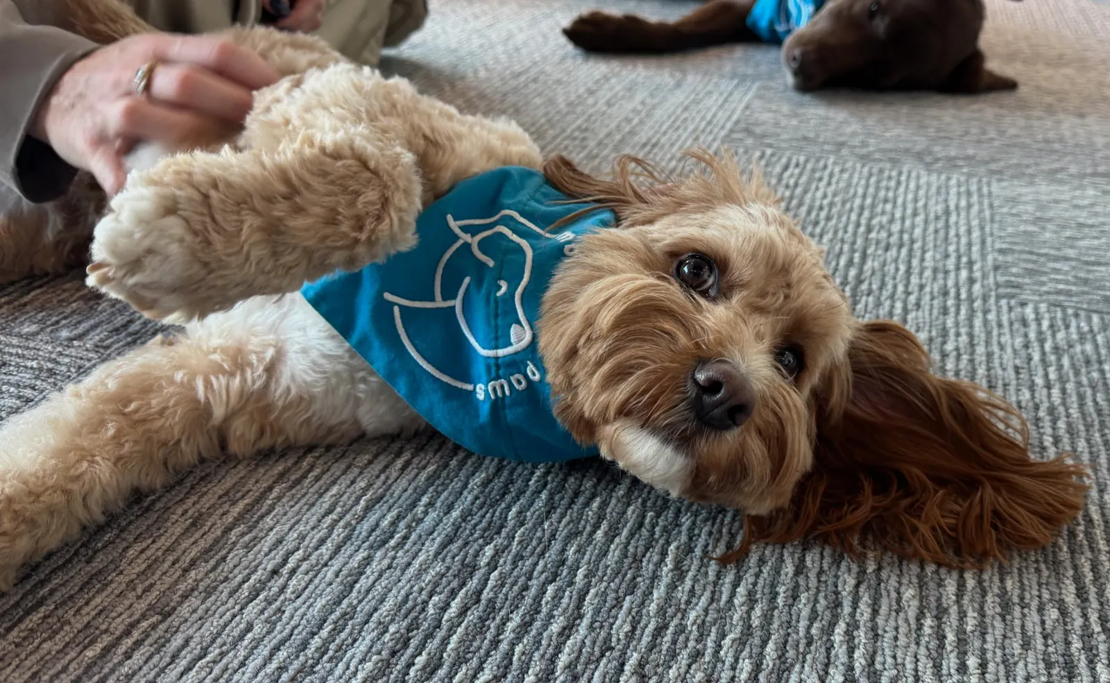 A cockapoo therapy dog in a Moment to Paws bandana lying on the office carpet for a tummy rub
