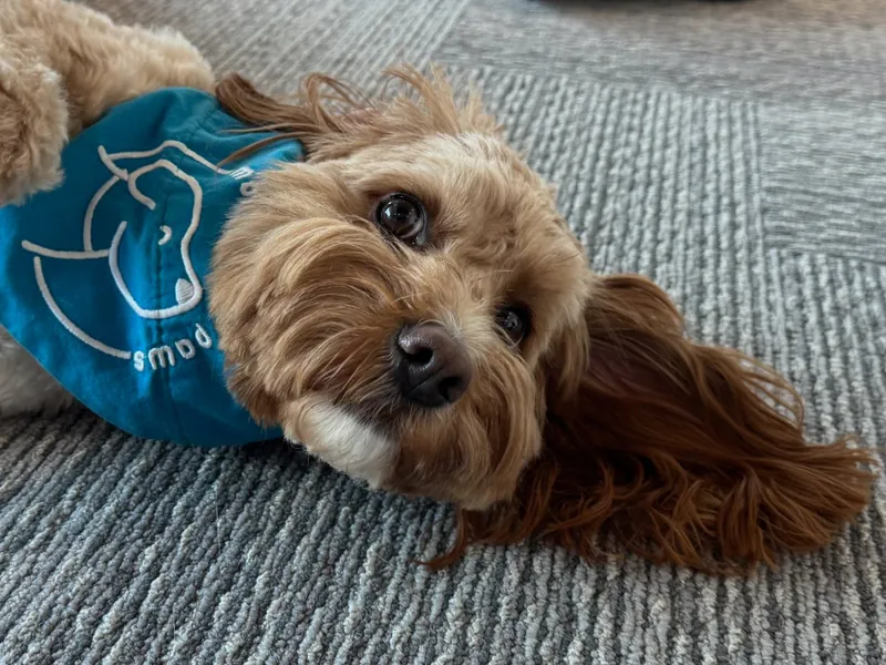 A cockapoo therapy dog in a Moment to Paws bandana lying on the office carpet for a tummy rub