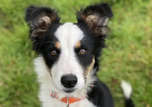 Dog training and classes