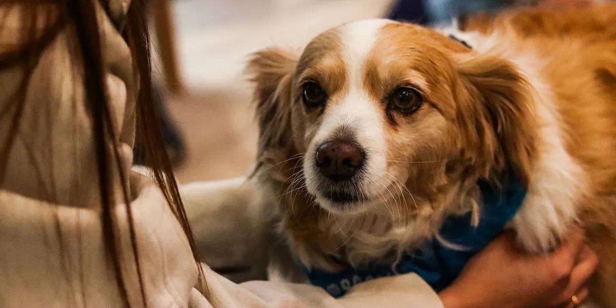 Close-up of a calm therapy dog in a Moment to Paws bandana being stroked