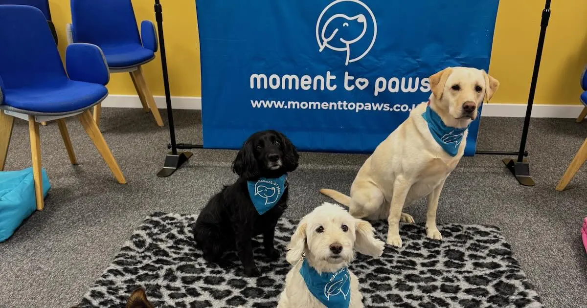 Four Moment to Paws therapy dogs in blue bandanas waiting to meet staff at a workplace wellbeing event