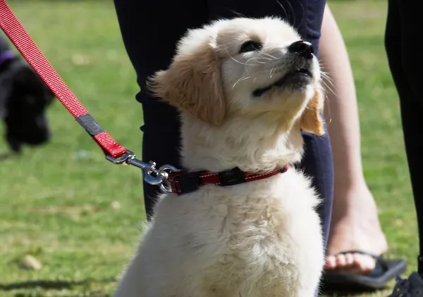 A golden puppy on a lead at a Moment to Paws puppy class