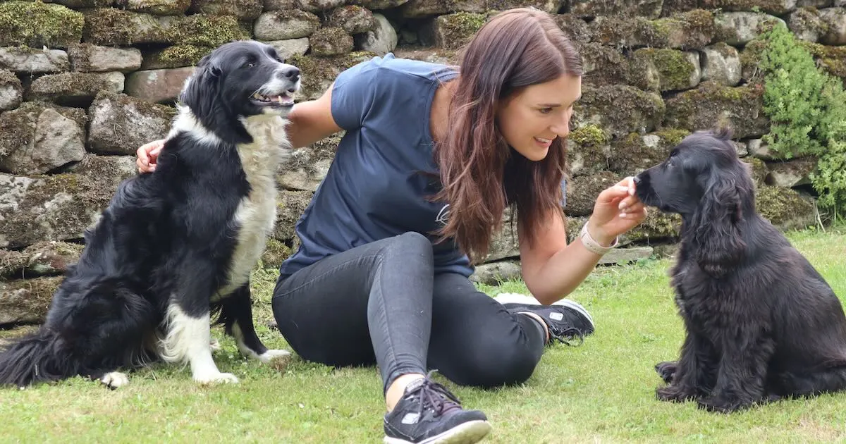 Kate working one-to-one with a young collie on the grass