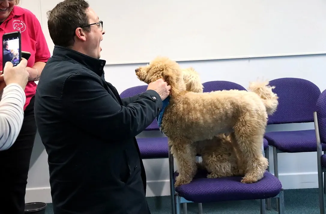 A smiling colleague strokes a curly-coated therapy dog at a workplace wellbeing session