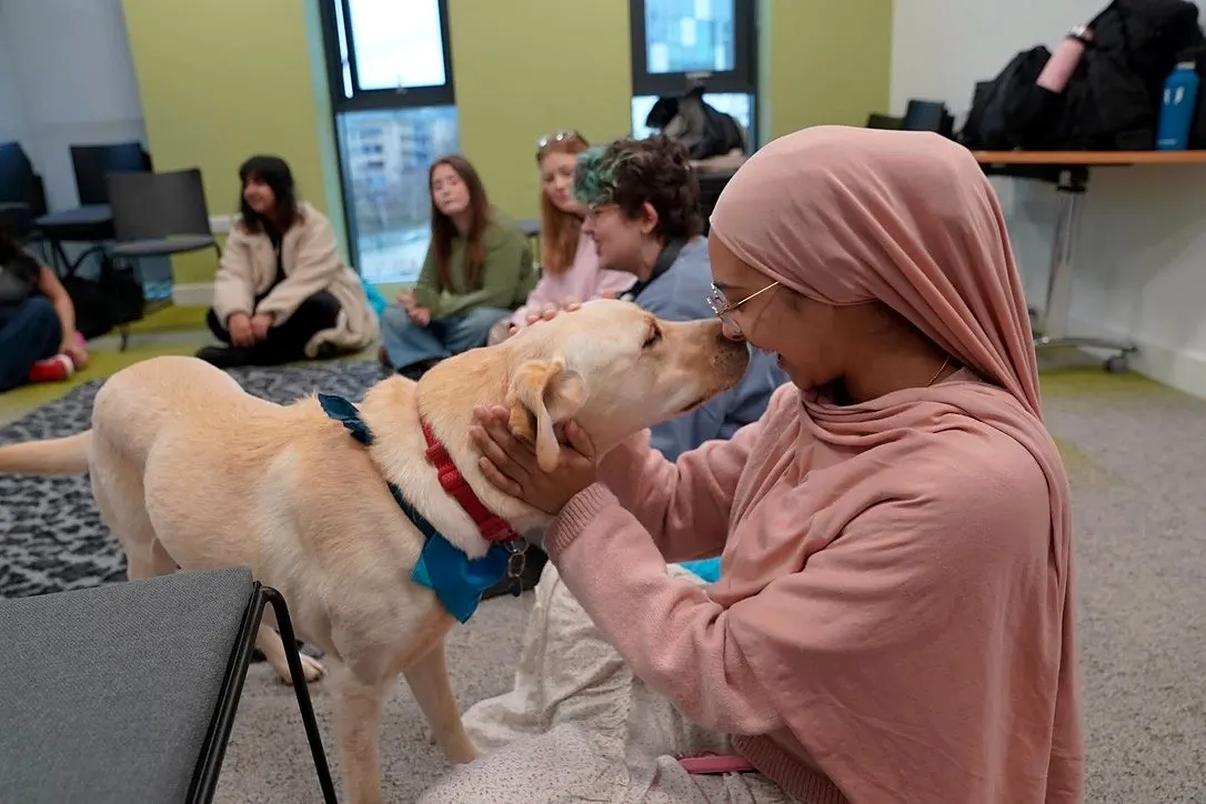 Students greeting a Labrador therapy dog at a university wellbeing session